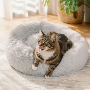 How Modern Cat Wellness Is Changing the Way Pets Rest at Home
